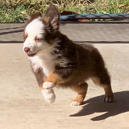 Toy Australian Shepherd Puppies from Texas Toy Aussies