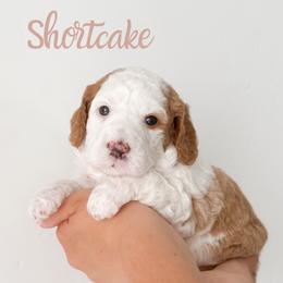 Shortcake - Red female Bernedoodle puppy in South Jordan, Utah from Wonderful World Doodles