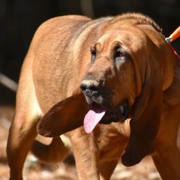 Honey - Red female Bloodhound puppy in New Edinburg, Arkansas from Blue Collar Kennelz