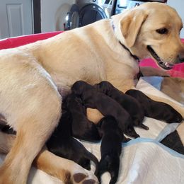 Labrador Retriever Puppies from Debbie Wing's Labrador Retrievers