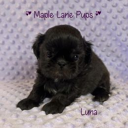 Luna - Silver female Shih Tzu puppy in Marion, Michigan from Maple Lane Pups