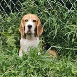 Simone - Beagle