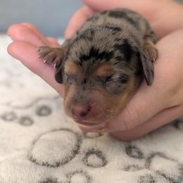 Basset Hound and Dachshund Puppies from Floppy Eared Friends Miniature Dachshund and  Bassett Hounds