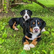 Greater Swiss Mountain Dog Puppies from Cherished Greater Swiss Mountain Dogs