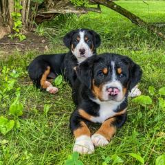 Greater Swiss Mountain Dog Puppies from Cherished Greater Swiss Mountain Dogs