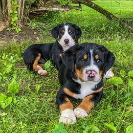 Greater Swiss Mountain Dog Puppies from Cherished Greater Swiss Mountain Dogs