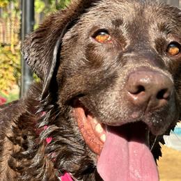 Labrador Retrievers from Bulleit Breeders