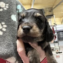Baby boy - Black and tan male Dachshund puppy in Franklinton, North Carolina from Wildwynn Dachshunds