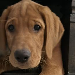 Labrador Retrievers from Coosa Kennels