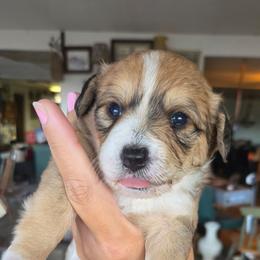 Meatball - male Corgipoo puppy in Ellensburg, Washington from Dawn to Dusk Cockapoos
