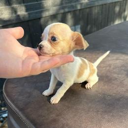 Teacup Diamond - Cream and white female Chihuahua puppy in Alvord, Texas from Gift of Gods Favor