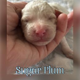 Sugar Plum - Parti female Poodle puppy in Dayton, Texas from Wolfe Island Poodles