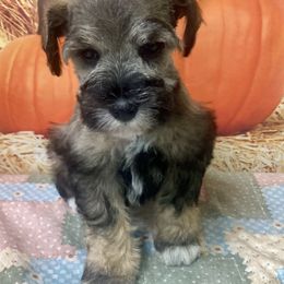 Miniature Schnauzer Puppies from Stellar Schnauzers