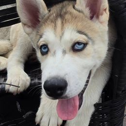 Jackson - Black tan and white male Siberian Husky puppy in Wheeling, West Virginia from Wild and Wonderful Siberian Huskies