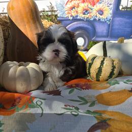 Joy - Liver and white female Shih Tzu puppy in Wakeman, Ohio from Gemstone Puppies