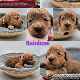 Rainbow - Apricot female Goldendoodle puppy in Summerville, South Carolina from Channys Doodles