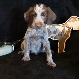 Girl 4 - Brown and gray female Wirehaired Pointing Griffon puppy in Afton, Wisconsin from Daehler's Wirehaired Pointing Griffons