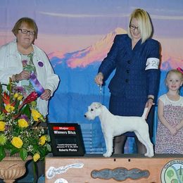 Australian Shepherd and Parson Russell Terrier All Grown Up from Zoolo Kennels