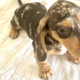 Orange - Chocolate Dachshund puppy in Silver Springs, Florida from DeMarsh's Dachshunds