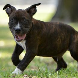 Reese - Brown brindle male American Staffordshire Terrier puppy in St. Augustine, Florida from LBK & Ancient City