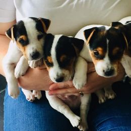 Jack Russell Terrier Puppies from Heart and Soul Jack Russells