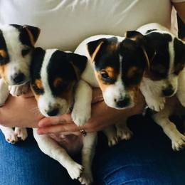 Jack Russell Terrier Puppies from Heart and Soul Jack Russells