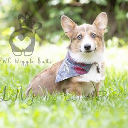 Tala - Pembroke Welsh Corgi