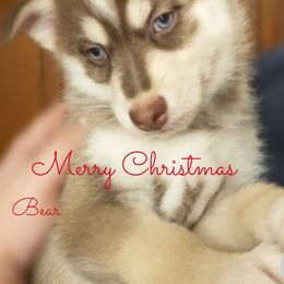 Bear - Male - Pomsky puppy in Michigan from Southwest Michigan Pomskies