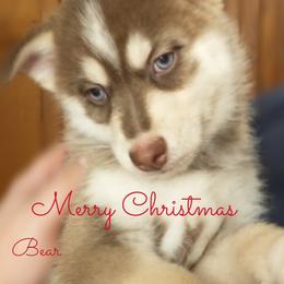 Bear - Male - Pomsky puppy in Michigan from Southwest Michigan Pomskies