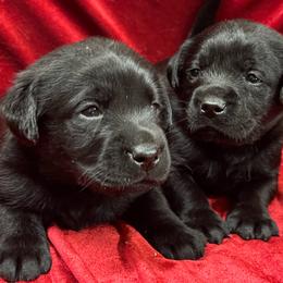 Black Male 2 - Black male Labrador Retriever puppy in Beaverdam, Virginia from Gold Heart Labradors