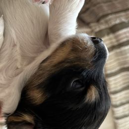 Dachshunds from Weiner Dog Ranch