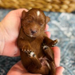 Prince - Red  male Goldendoodle puppy in Wharton, Texas from Little Fur Friends