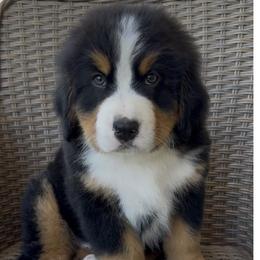 Gold Collar Male - Black rust and white male Bernese Mountain Dog puppy in Perris, California from Golden Coast Berners