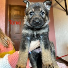 German Shepherd Puppies from Hohen Klippe German Shepherds