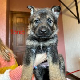 German Shepherd Puppies from Hohen Klippe German Shepherds