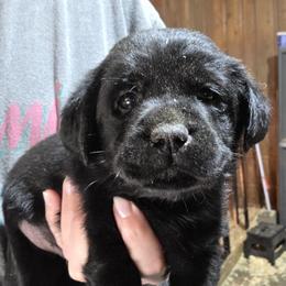 Black Male 2 - Black male Labrador Retriever puppy in Andrews, South Carolina from Leyland Cypress Retrievers