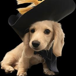 Dachshund Puppies from LovelylilDoxies