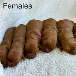 Girl 3 - Dark golden female Golden Retriever puppy in La Verne, California from 4LoveofGoldens
