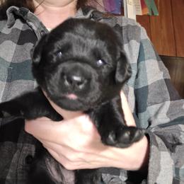 Girl 2 - Black female Labrador Retriever puppy in Andrews, South Carolina from Leyland Cypress Retrievers