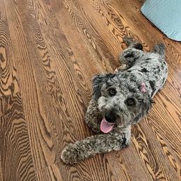 Candy - Goldendoodle