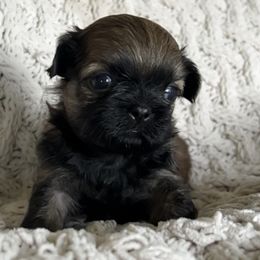 Duke - Chocolate and tan male Shih Tzu puppy in Denton, Maryland from Little Lions the Shih Tzu Kingdom