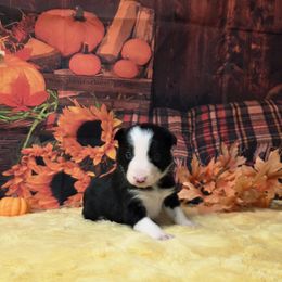 Madison - Black and white female Border Collie puppy in Avilla, Indiana from Borderline Kennels