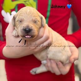 Johnny - Cream male Goldendoodle puppy in Lancaster, Minnesota from North Star Dog Training