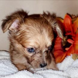 Eeyore - Fawn male Companion Cross puppy in Garvin, Oklahoma from Hochatown Awesome Aussies