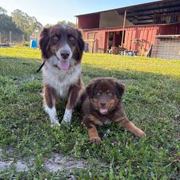 Chewy - Red tri-color male Australian Shepherd puppy in Frostproof, Florida from Central Florida Australian Shepherds