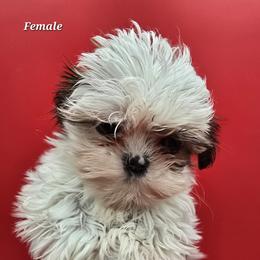 Liver and White Girl - Liver and white female Shih Tzu puppy in Tenino, Washington from Dolled Up Pup