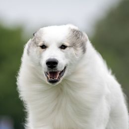 Great Pyrenees from Painted Sky