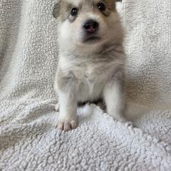 Wahuhi Owl - female Native American Indian Dog puppy in Weedsport, New York from Paw Wow Medicine Dogs