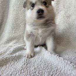 Wahuhi Owl - female Native American Indian Dog puppy in Weedsport, New York from Paw Wow Medicine Dogs