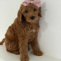 Turtle - Red  female Goldendoodle puppy in Redmond, Oregon from Bourbon and Lace Doodles